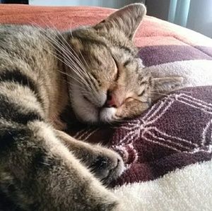 Meet your Posher, Jake